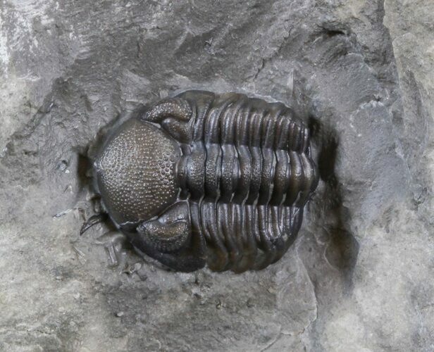 Small Eldredgeops Trilobite In Matrix - New York #40692